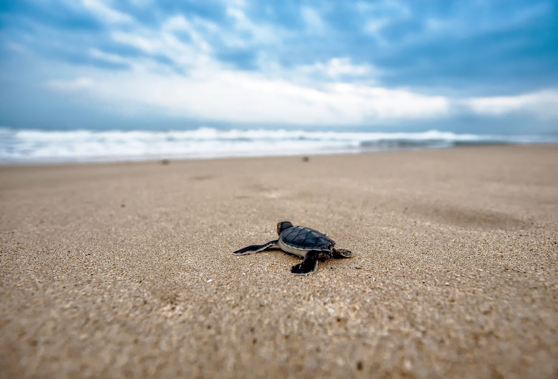 Release of baby turtles in Cabo San Lucas