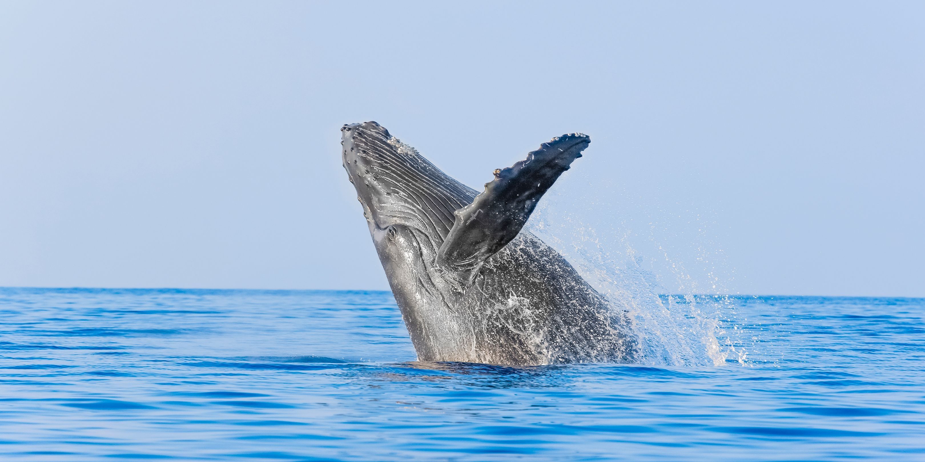 Luxury whale watching tour