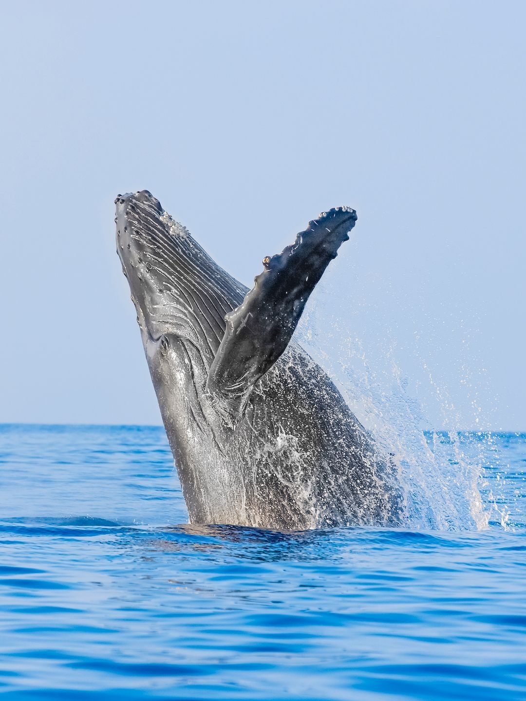 Luxury whale watching in Cabo